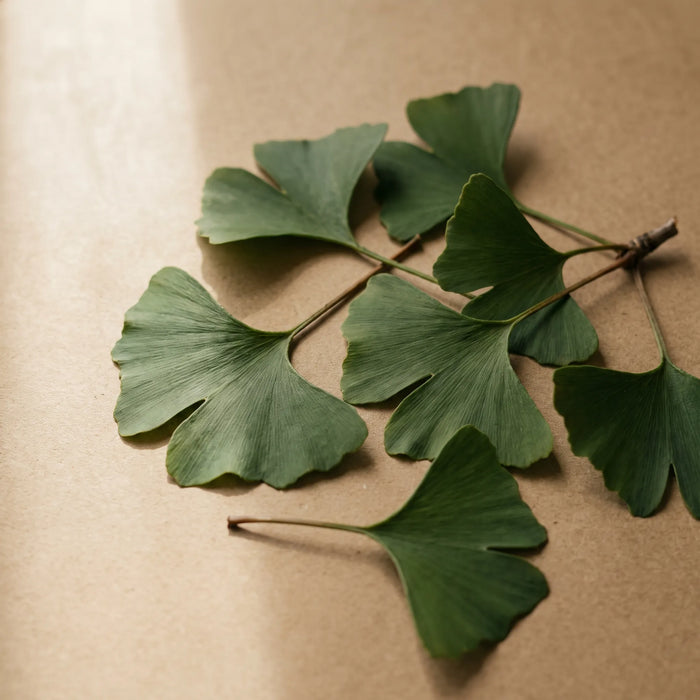 Ginkgo biloba